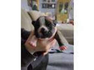 Boston Terrier Puppy for sale in Benson, MN, USA