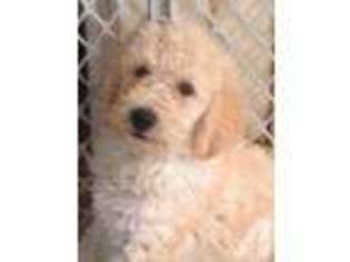 Goldendoodle Puppy for sale in FORT SCOTT, KS, USA