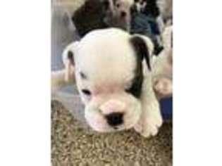 Bulldog Puppy for sale in Peoria, AZ, USA