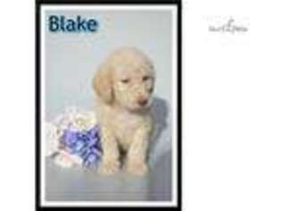 Labradoodle Puppy for sale in Canton, OH, USA