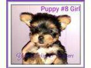 Yorkshire Terrier Puppy for sale in Yelm, WA, USA