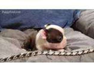 Boston Terrier Puppy for sale in Tecumseh, OK, USA