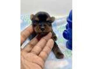 Yorkshire Terrier Puppy for sale in Southaven, MS, USA