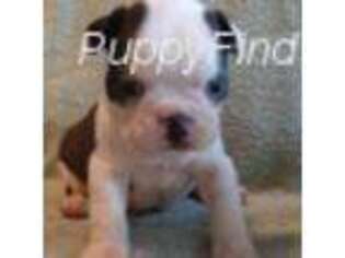 Boston Terrier Puppy for sale in Danville, IL, USA