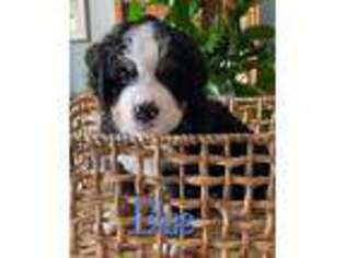 Bernese Mountain Dog Puppy for sale in Ringgold, GA, USA