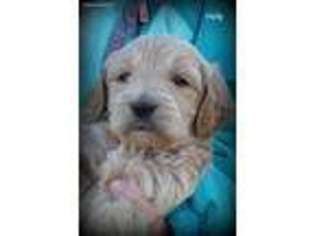 Goldendoodle Puppy for sale in Hayward, WI, USA