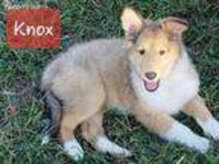 Collie Puppy for sale in Coffeen, IL, USA