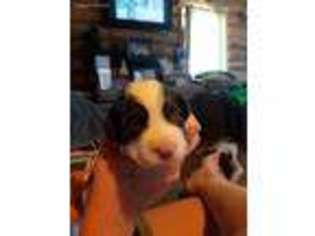 English Springer Spaniel Puppy for sale in Carr, CO, USA