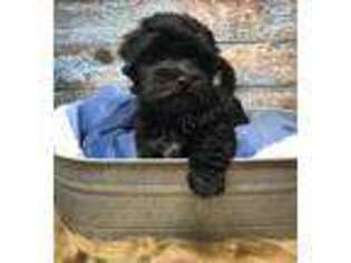 Havanese Puppy for sale in Weiser, ID, USA