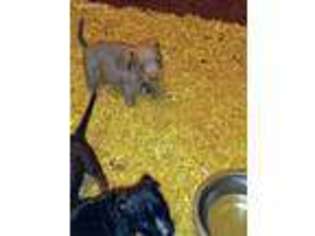 Staffordshire Bull Terrier Puppy for sale in High Point, NC, USA