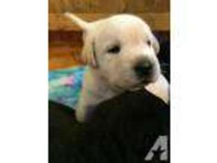 Labrador Retriever Puppy for sale in WOOSTER, OH, USA