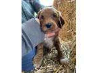 Goldendoodle Puppy for sale in Walton, KY, USA
