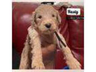 Goldendoodle Puppy for sale in New York, NY, USA