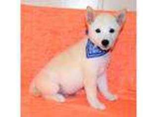 Shiba Inu Puppy for sale in Clifton Hill, MO, USA
