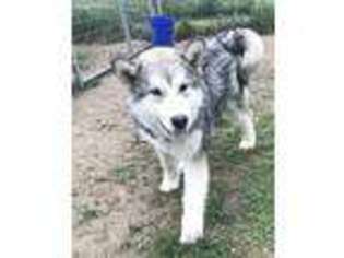 Alaskan Malamute Puppy for sale in Columbia, KY, USA