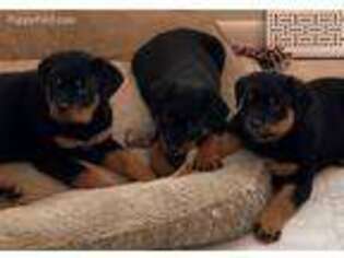 Rottweiler Puppy for sale in Garrettsville, OH, USA