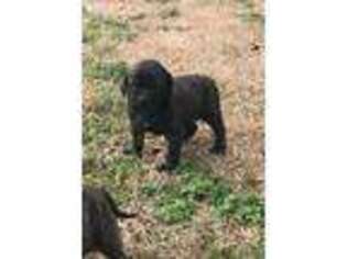Mastiff Puppy for sale in Dutton, AL, USA