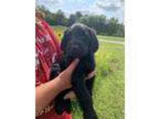 Labradoodle Puppy for sale in Port Clinton, OH, USA