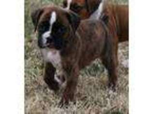 Boxer Puppy for sale in Mountain Home, AR, USA