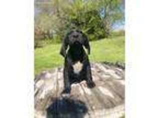 German Shorthaired Pointer Puppy for sale in Columbus, KS, USA