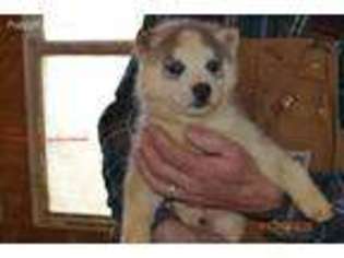 Siberian Husky Puppy for sale in Stamping Ground, KY, USA