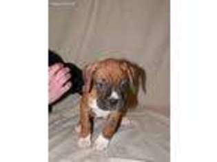 Boxer Puppy for sale in San Leandro, CA, USA