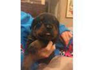 Rottweiler Puppy for sale in Columbia, SC, USA