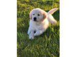 Golden Retriever Puppy for sale in Milford, IN, USA