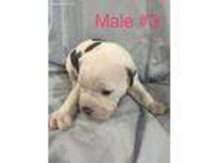 Olde English Bulldogge Puppy for sale in Wichita Falls, TX, USA