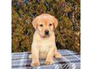 Labrador Retriever Puppy for sale in Yucca Valley, CA, USA