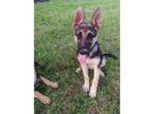 German Shepherd Dog Puppy for sale in Frederick, MD, USA