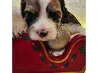 Shih-Poo Puppy for sale in Rural Retreat, VA, USA