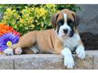 Boxer Puppy for sale in Paradise, PA, USA
