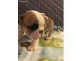 Bulldog Puppy for sale in Hayward, WI, USA