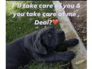 Cane Corso Puppy for sale in Norco, CA, USA