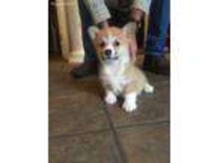 Medium Photo #1 Pembroke Welsh Corgi Puppy For Sale in Gilbertown, AL, USA