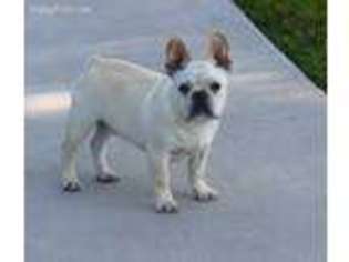 French Bulldog Puppy for sale in Andalusia, AL, USA