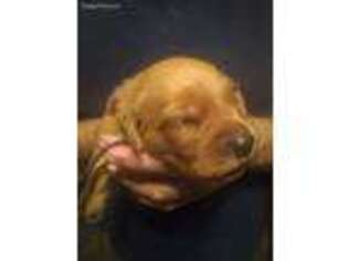 Golden Retriever Puppy for sale in Davisboro, GA, USA