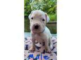 Dogo Argentino Puppy for sale in New Era, MI, USA