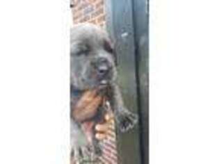 Cane Corso Puppy for sale in Madison Heights, MI, USA