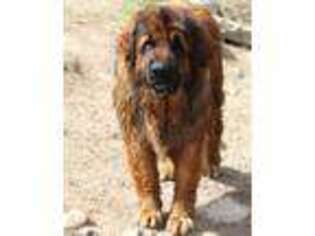 Leonberger Puppy for sale in Hooper, UT, USA