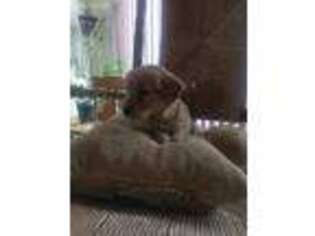 Golden Retriever Puppy for sale in Auburn, NY, USA