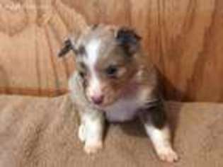 Miniature Australian Shepherd Puppy for sale in Wytheville, VA, USA