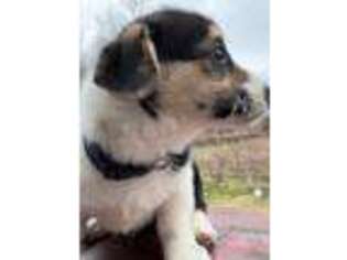 Pembroke Welsh Corgi Puppy for sale in Nashville, TN, USA