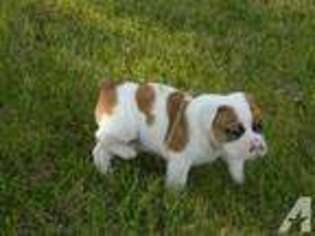 Bulldog Puppy for sale in GARNER, IA, USA