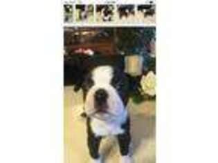 Boston Terrier Puppy for sale in Meeker, OK, USA
