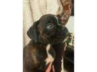 Boxer Puppy for sale in Berlin, WI, USA