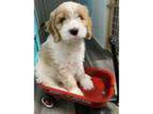 Cavapoo Puppy for sale in Greer, SC, USA