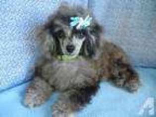 Mutt Puppy for sale in WARNER ROBINS, GA, USA