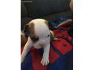 Bulldog Puppy for sale in Hammond, IN, USA